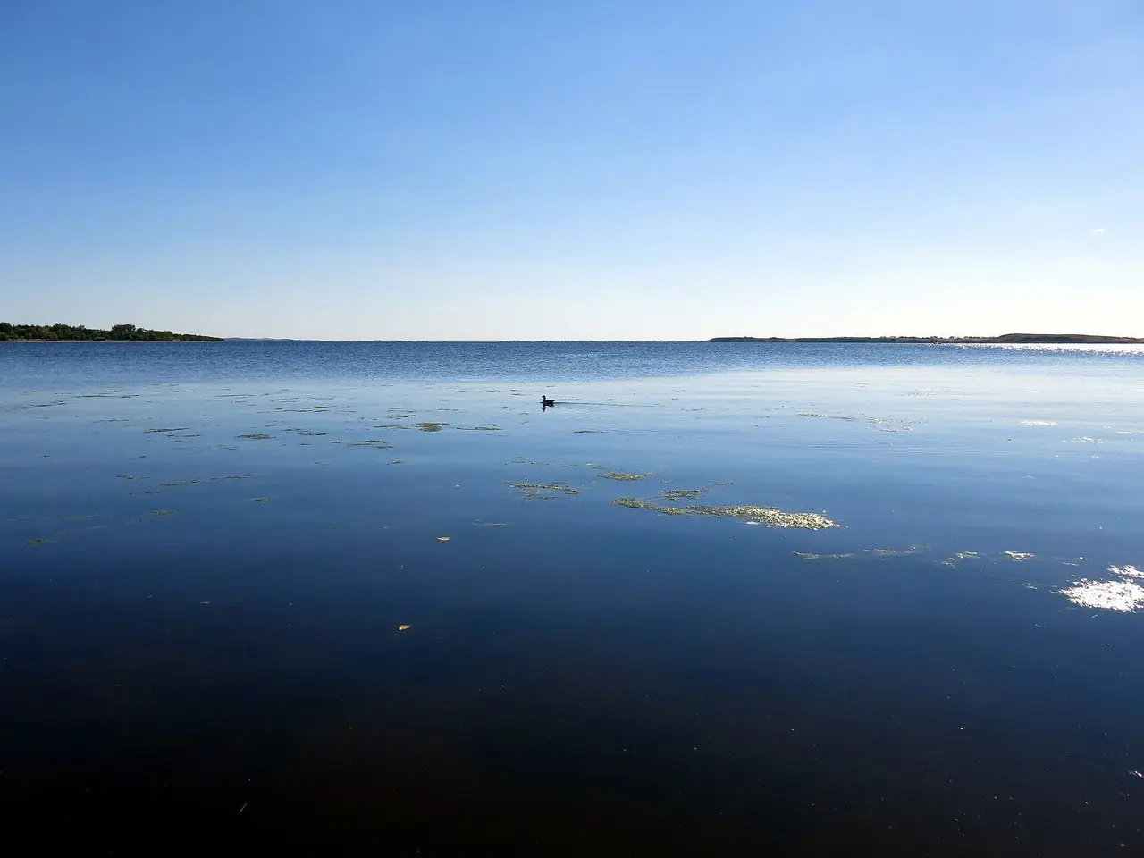 Jackfish Lake with a duck on calm water, 2013
